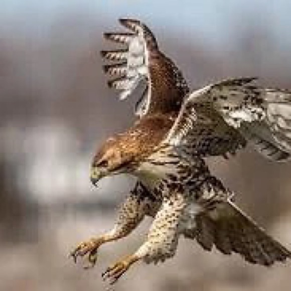 redhawkshop